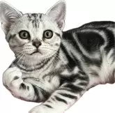 アメリカンショートヘア【福岡県・男の子・2024年4月14日・シルバータビー】の写真5「男らしい良いお顔になってきています。2カ月にして、この貫禄。良い子になると思います(^^)」