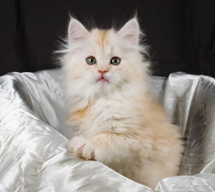 ID:2003-00875の子猫