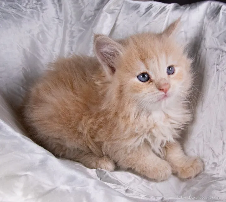 ID:2004-00493の子猫