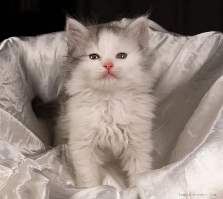 ID:2003-00052の子猫