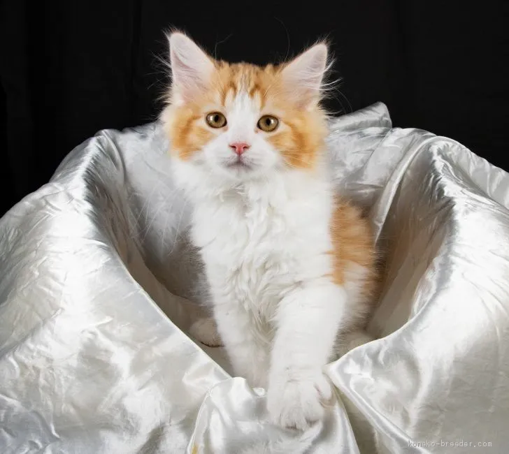 ID：2002-00974の子猫