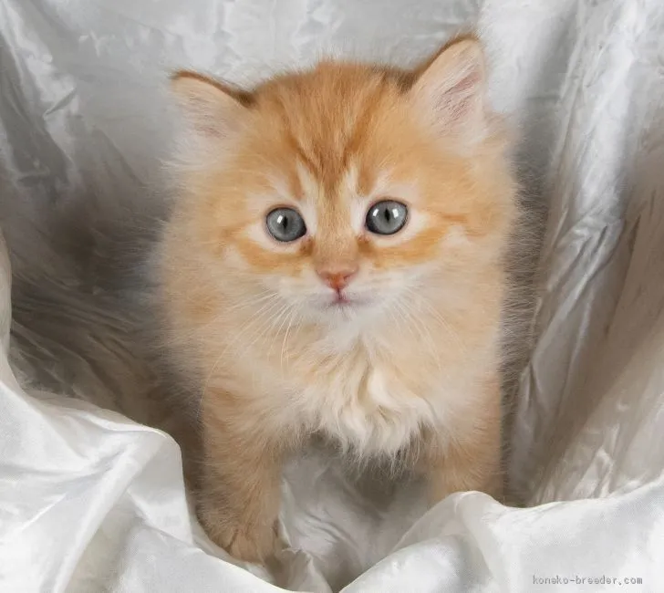 ID：2003-01397の子猫