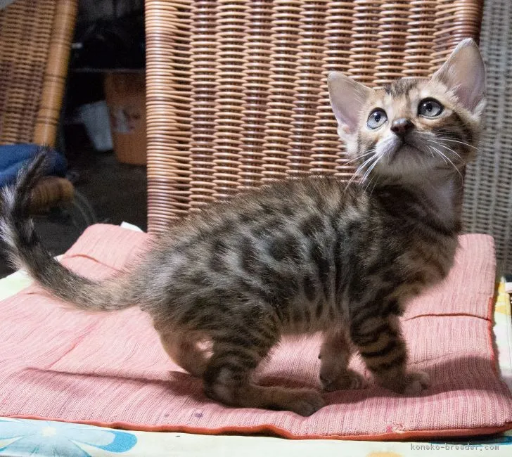 ID:1806-00606の子猫