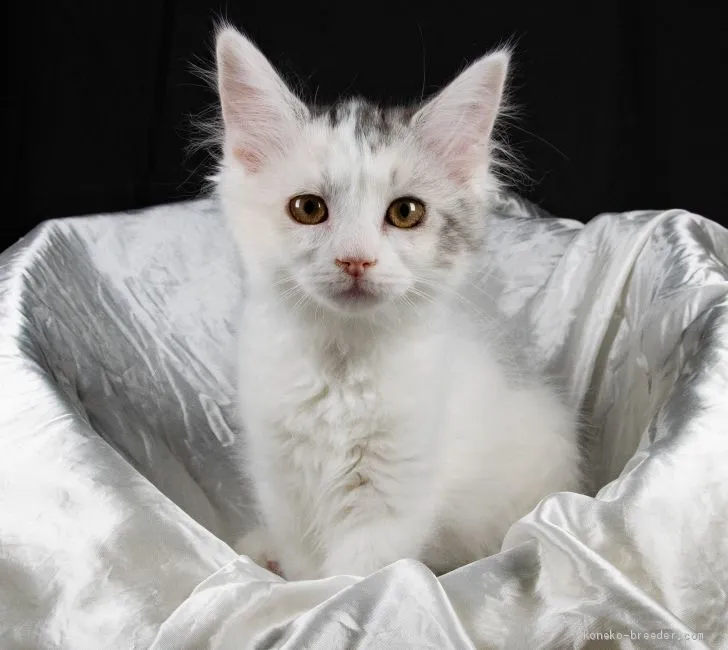 ID：2002-00968の子猫