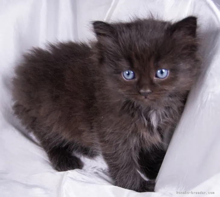 ID:2203-01896の子猫