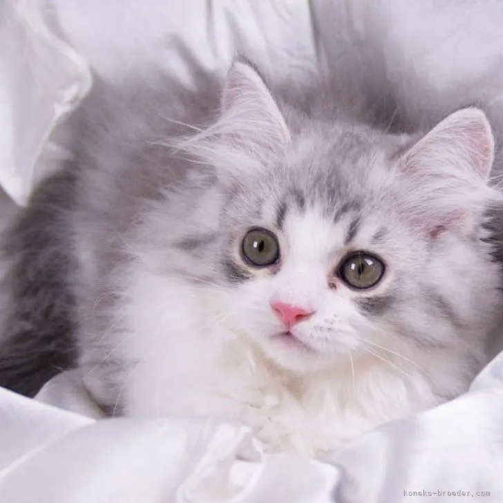 ID:2207-01010の子猫