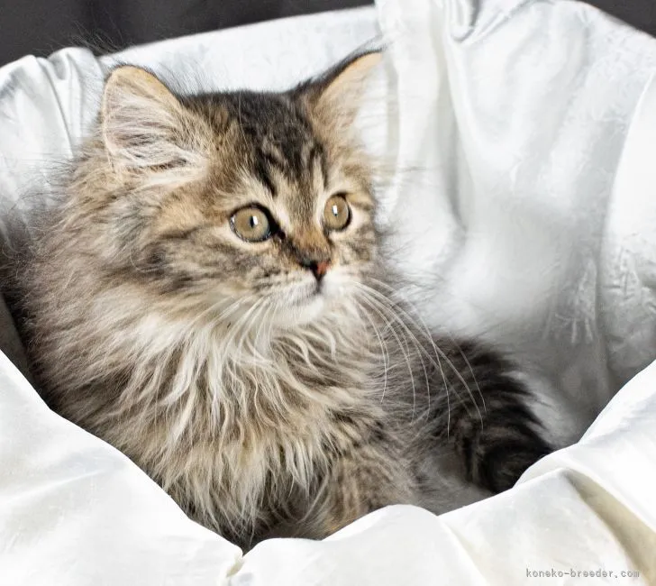ID:2111-00379の子猫