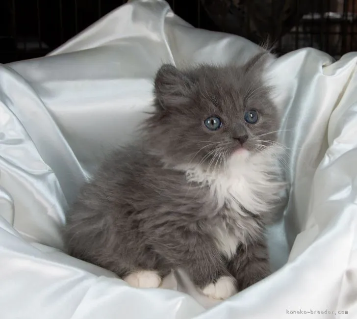 ID：1901-00757の子猫