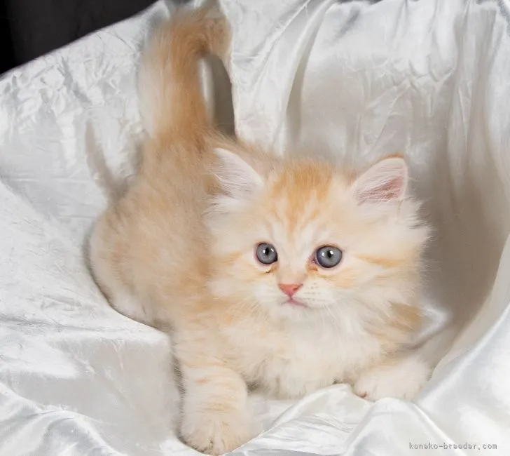 ID:2108-01699の子猫