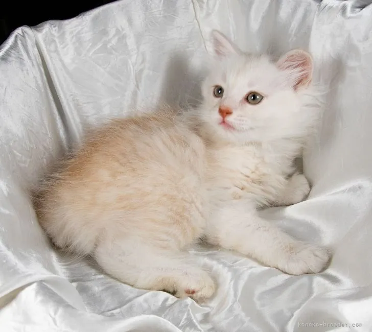 ID:2105-01770の子猫