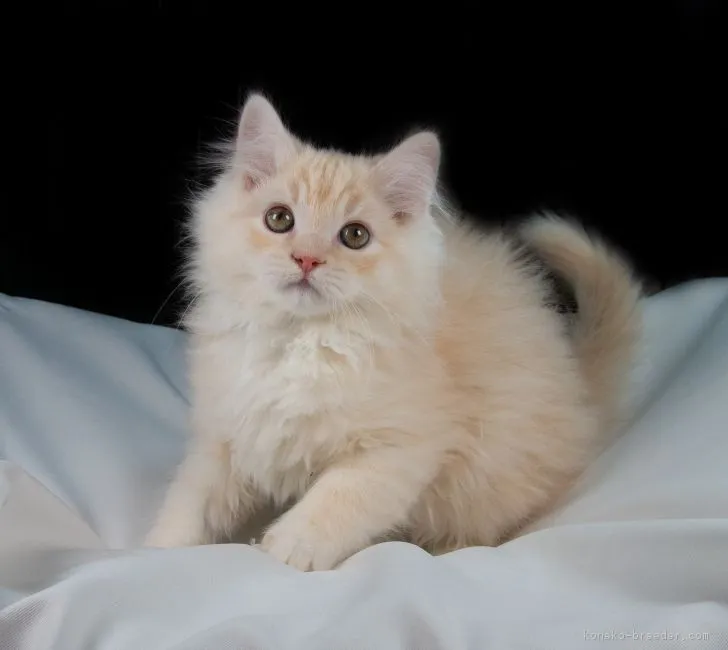 ID：1812-01241の子猫