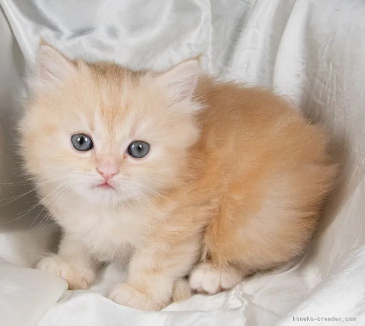 ID:2106-00112の子猫