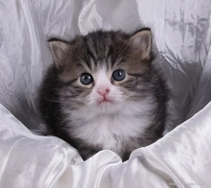 ID:2005-01693の子猫