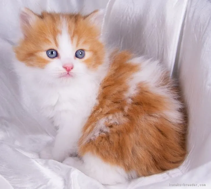 ID：2203-01895の子猫