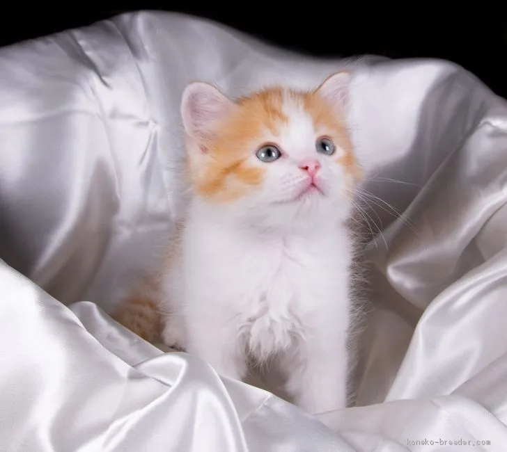 ID：1906-02199の子猫