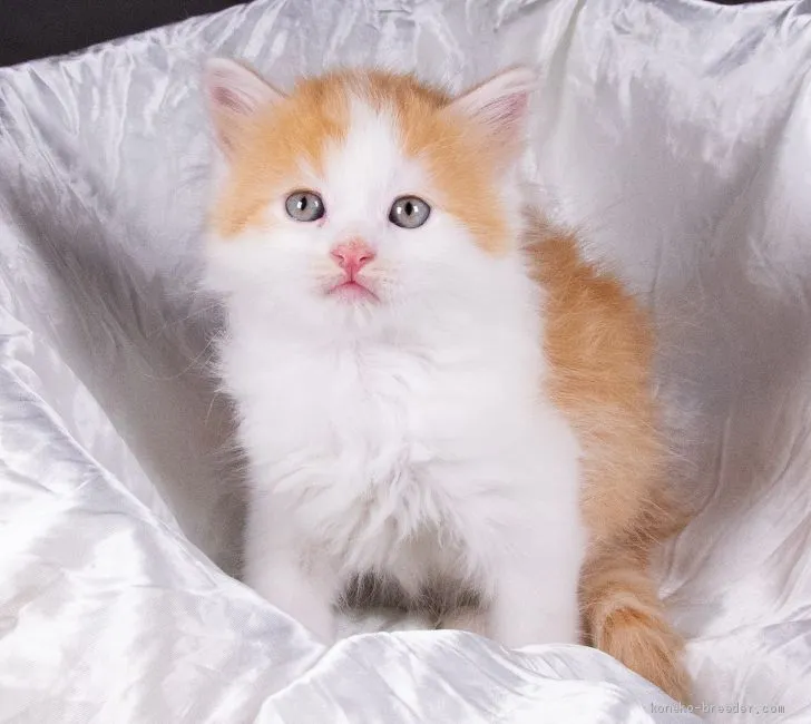 ID：2006-00526の子猫