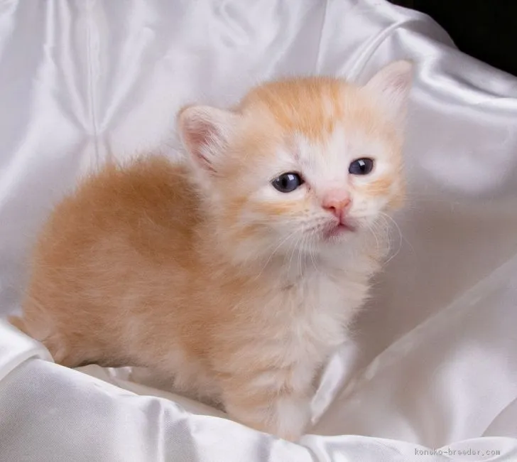 ID：1906-01233の子猫