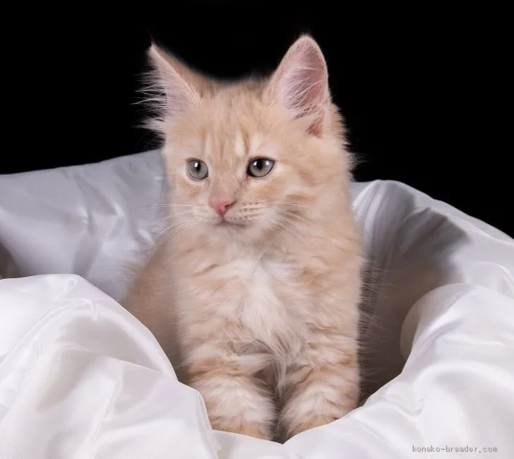 ID：1905-00834の子猫