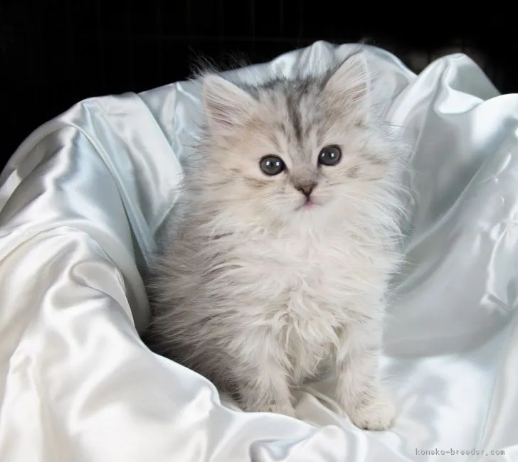 ID:1901-01054の子猫