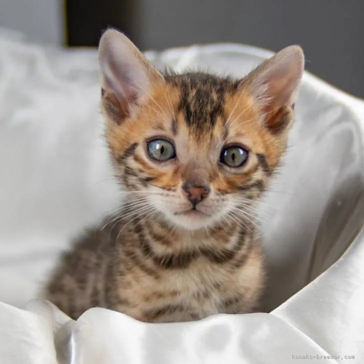 ID:2302-00150の子猫