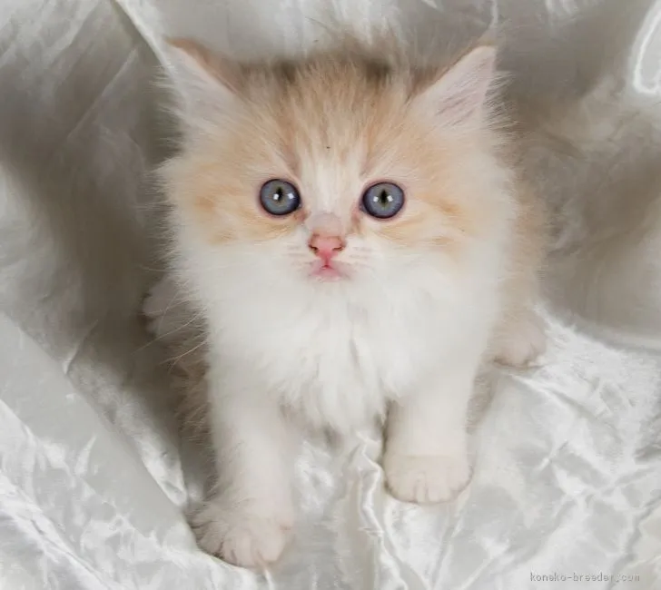 ID：2010-01182の子猫