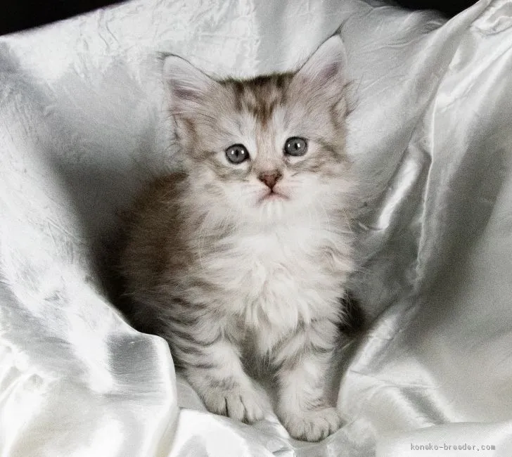 ID：2012-00890の子猫