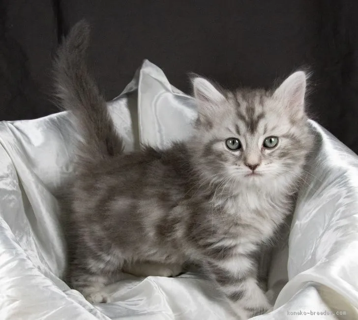 ID：2003-00876の子猫