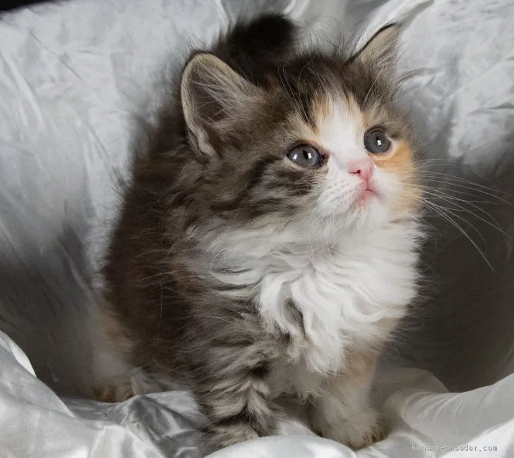 ID:2003-00584の子猫
