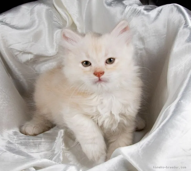 ID:2105-01771の子猫