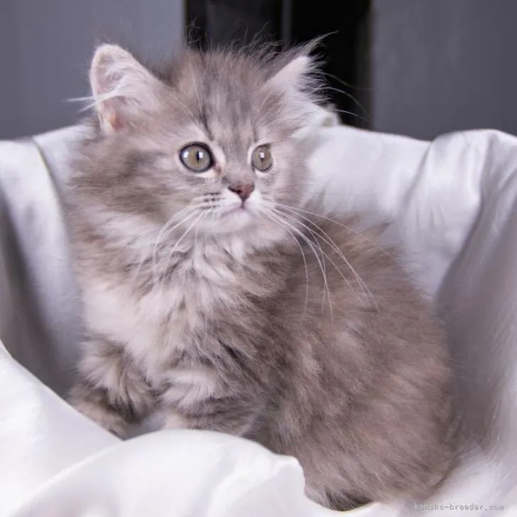 ID:2207-01008の子猫