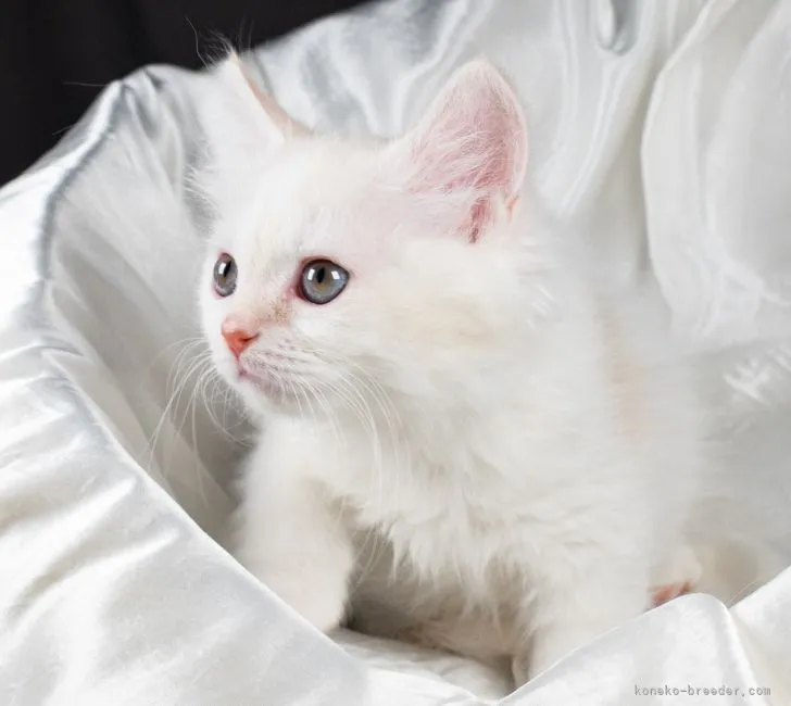 ID:2112-01218の子猫
