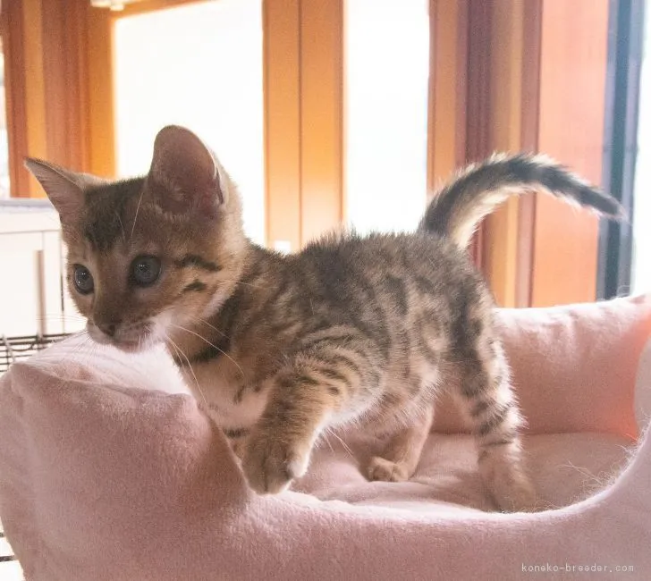 ID:1806-01308の子猫