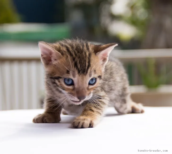 ID：1804-01145の子猫