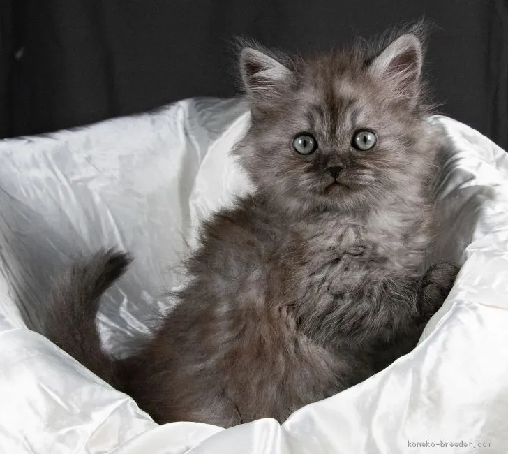 ID:2003-00755の子猫