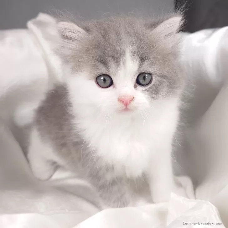 ID:2404-01105の子猫