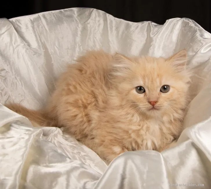 ID:2003-00048の子猫