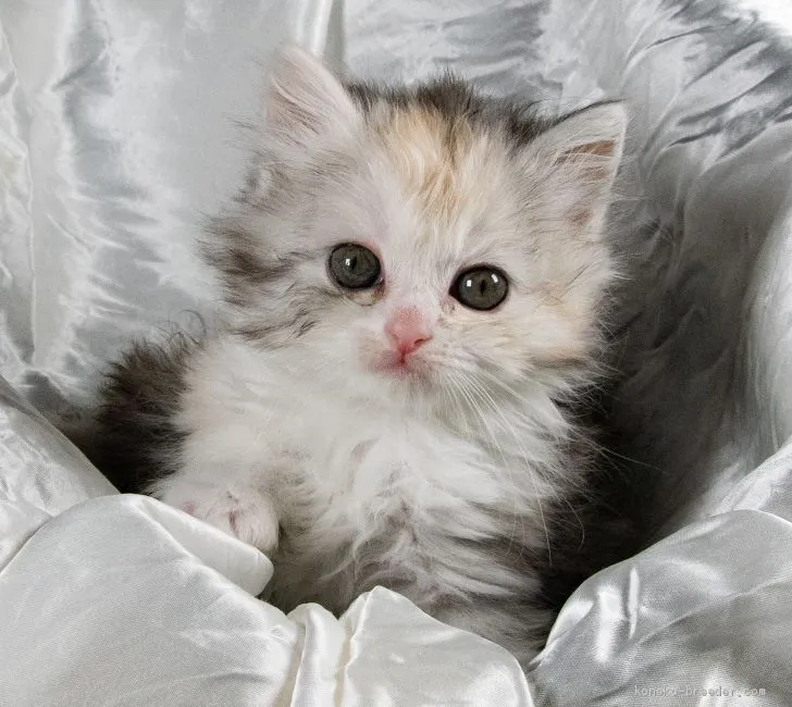 ID:2004-00481の子猫