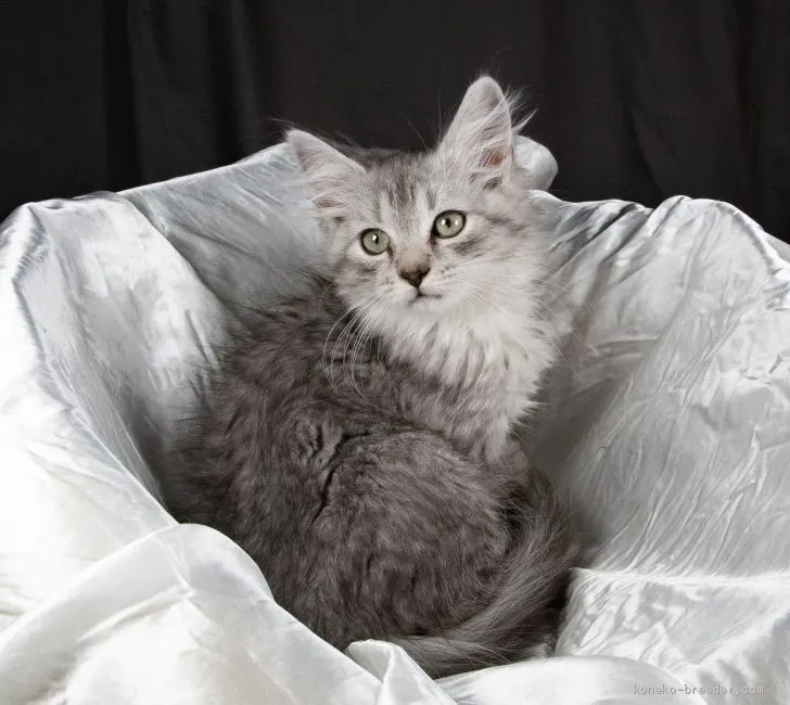 ID:1912-01185の子猫