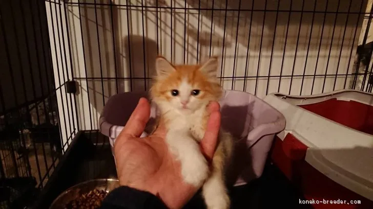 ID:1911-01584の子猫