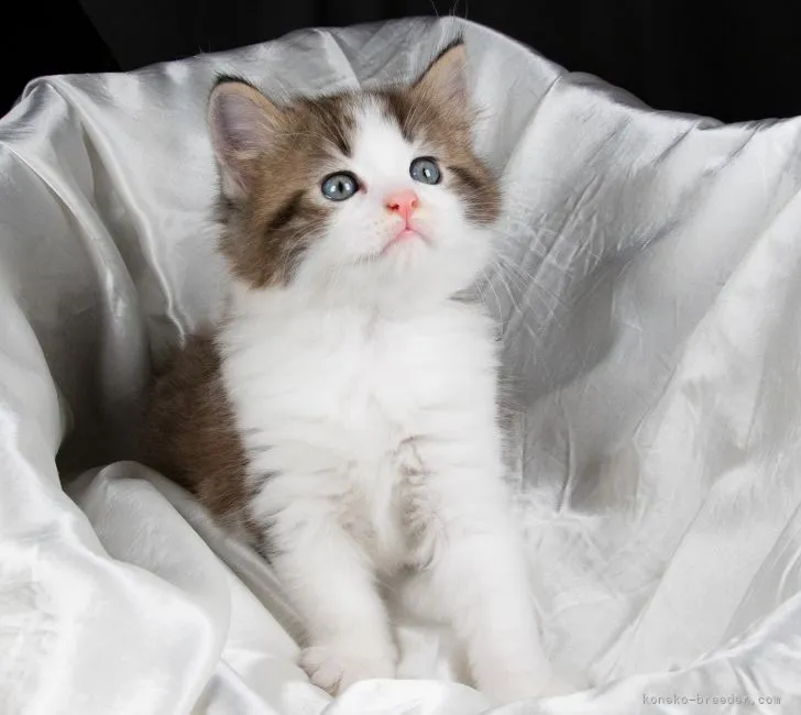 ID:2106-00110の子猫