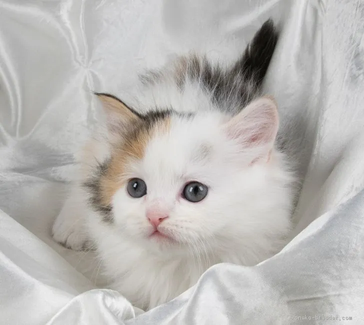 ID:2012-01594の子猫