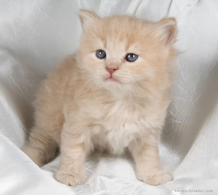 ID：2202-01606の子猫