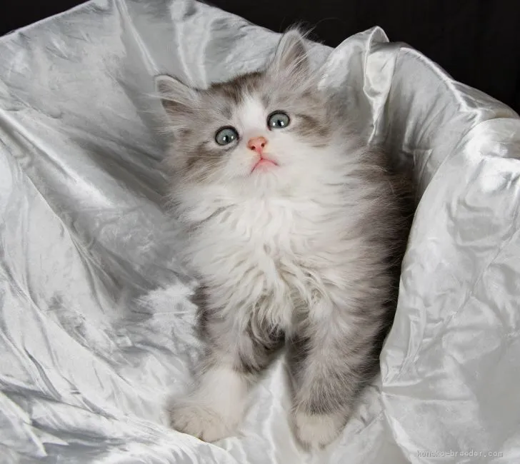 ID:1912-00575の子猫