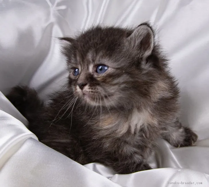 スモモ 様のお迎えした子猫