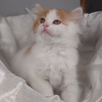 サイベリアン【茨城県・女の子・2024年4月13日・レッドタビー&ホワイト（トリプルコート）】の写真「人懐っこく愛嬌満点の可愛い女の子です♪♪」