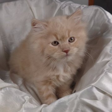 サイベリアン【茨城県・男の子・2024年4月13日・クリームタビー（トリプルコート）】の写真「温厚で優しい性格の男の子です♪♪」