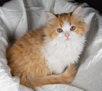 サイベリアン【茨城県・男の子・2019年9月10日・レッドタビー&ホワイト】の写真「人懐っこく元気な男の子です」