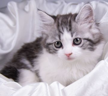 サイベリアン【茨城県・女の子・2022年3月6日・シルバータビー&ホワイト（トリプルコート）】の写真「人懐っこく甘えん坊な女の子です。」