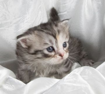 サイベリアン【茨城県・女の子・2020年12月28日・シルバーマッカレルタビー&ホワイト（トリプルコート）】の写真「只今元気に成長中！！」