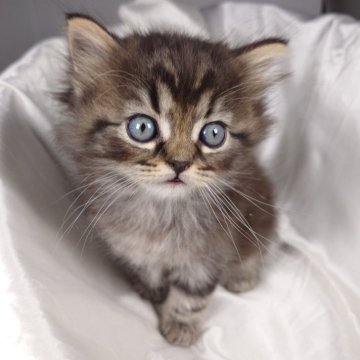 サイベリアン【茨城県・男の子・2024年2月26日・ブラウンタビー&ホワイト（トリプルコート）】の写真「人懐っこく元気な性格の男の子です♪」